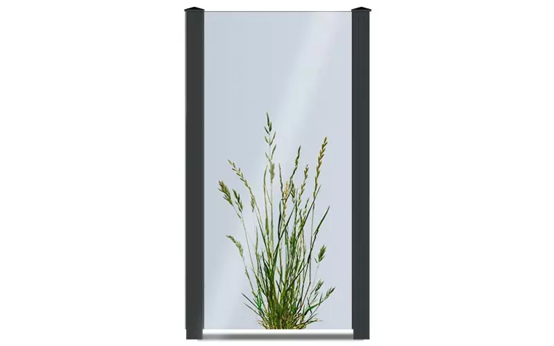 VIDUAL clear | individuelle Glasfüllung preiswert kaufen Glaselement mit einer Pflanze bedruckt